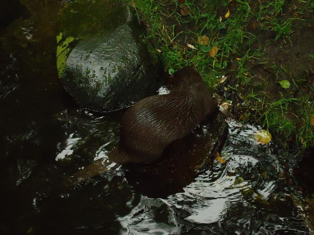 Damenfahrt Otterzentrum 019.jpg